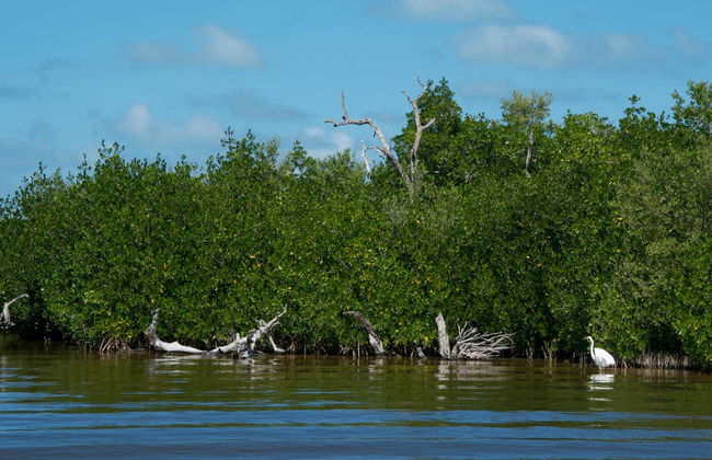 Excursión a Las Coloradas y río Lagartos - Foto 10