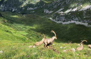 Chalet Etoile - Foto 15