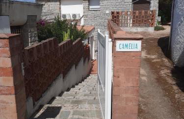 Camélia Plein Soleil Bord de Plage - Photo 3