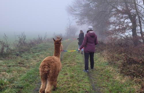 Märchenhaft urlauben auf dem Alpakahof - Foto 57
