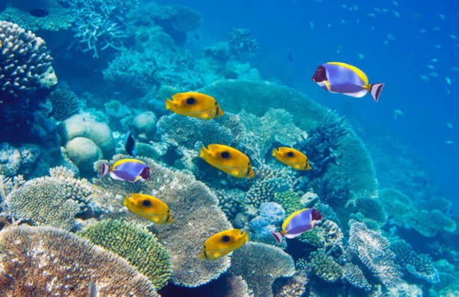 Blue Bay Holiday Resort - Photo 27