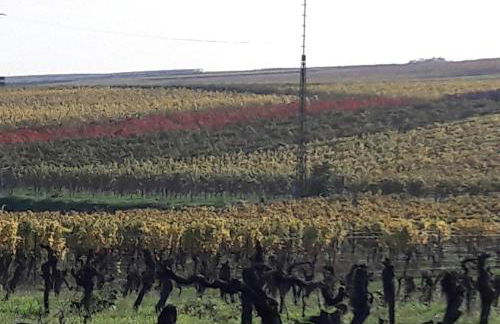 Ferienwohnung Zum Weinberg bis 4 Personen - Im Herzen der Pfalz - Foto 50