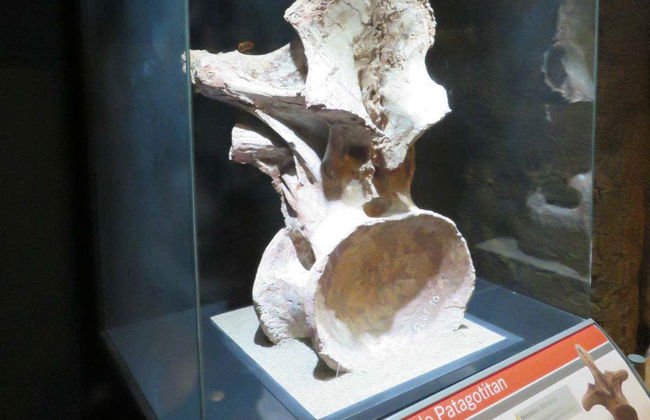 The Paleontological Museum Ticket - Foto 6