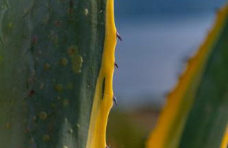 ONIRO Villas - Foto 37