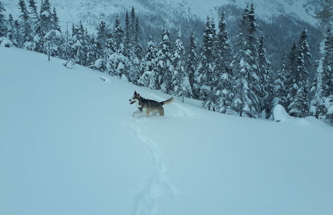 Le Ski Shack - Foto 50