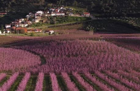 Achego Transmontano - Photo 10