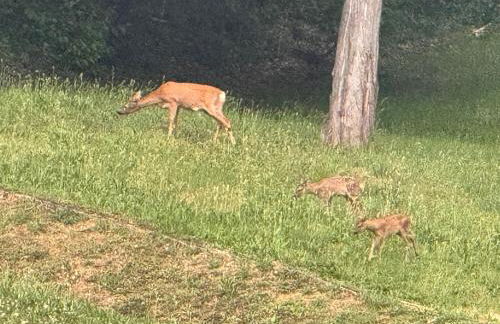 La corte dei celti 5 - Foto 16