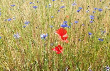 Urlaub auf dem Bauernhof mit Garten und Terrasse im Grünen - Foto 49