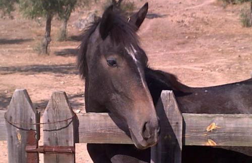 Monte da Tarouca no Alto Alentejo - Foto 44
