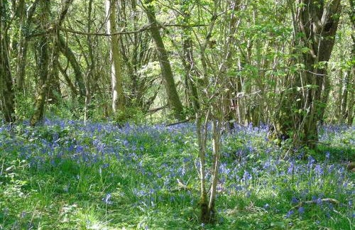 Pwllgwilym B & B - Foto 60