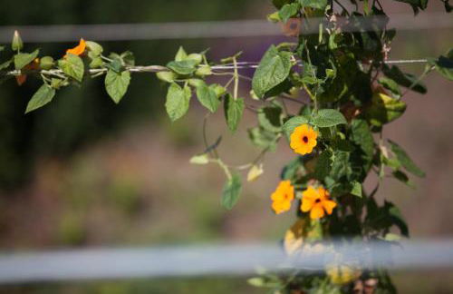 Lava Homes - Photo 38