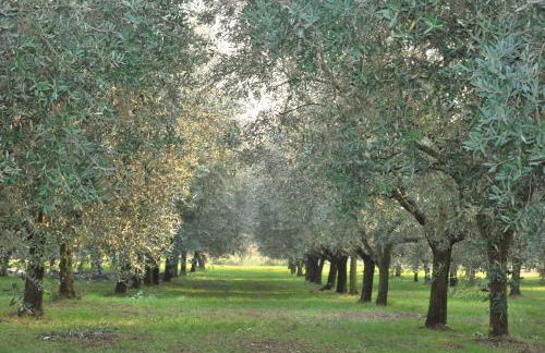 Agriturismo Terra E Sole - Foto 28