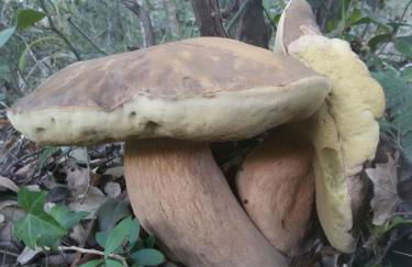 Nettare e Ambrosia - Foto 37