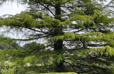 The Cottage, Walworth Demesne - Foto 40