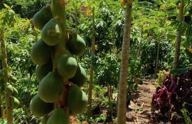 Maui Eco Retreat - Foto 25