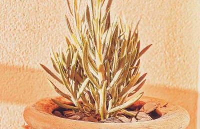 Boho chic Ibiza vibe appartment 4p - Foto 17