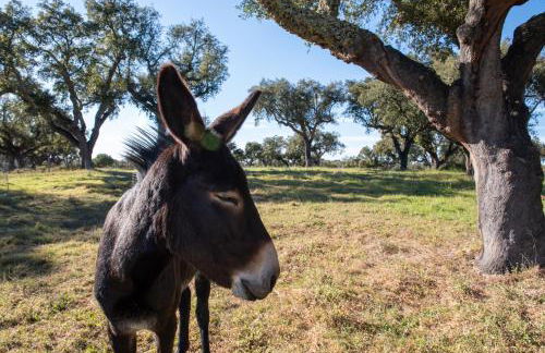 Herdade das Onzenas de Cima - Foto 6