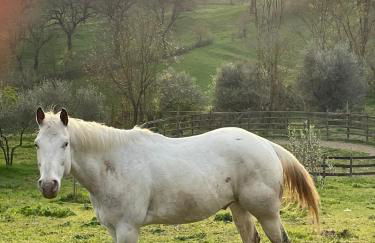 Luxury Country Villa Daniele - Foto 37