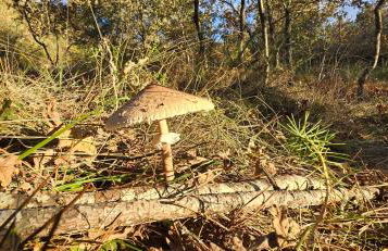 Bayo - terra essentia - Foto 10