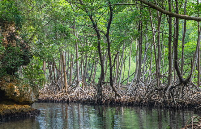 Excursão ao Parque Nacional Los Haitises - Foto 1