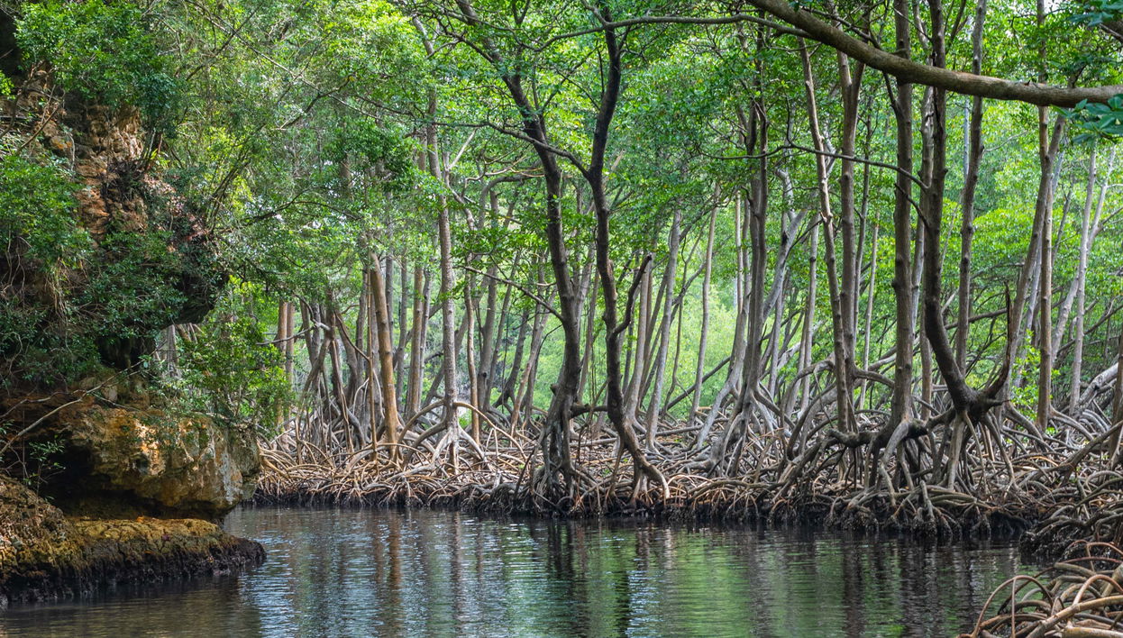 Excursão ao Parque Nacional Los Haitises