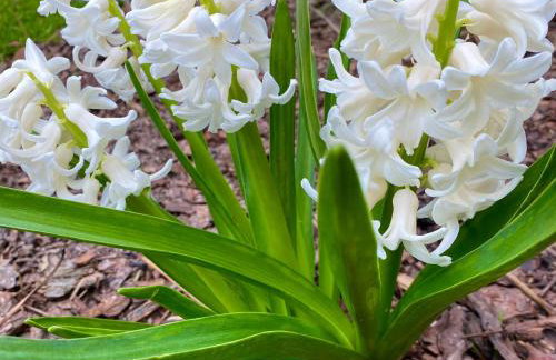 Zielone Zacisze - Foto 48