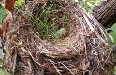 Poggio agli Ulivi vicolo di Colle Reti 22 Frascati - Foto 18