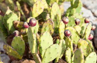 Masseria Lacatena - Foto 20
