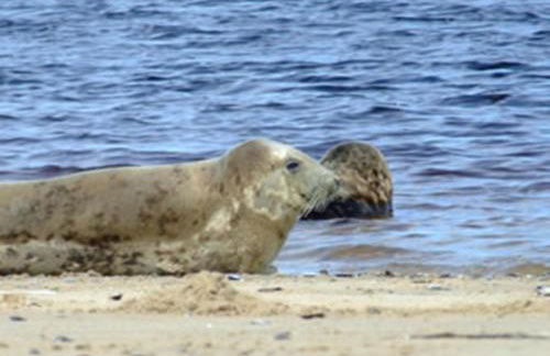 Tullochwood Lodges - Foto 44