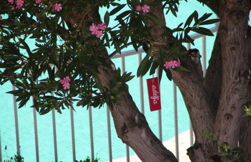 El jardín de la abuela - Foto 18