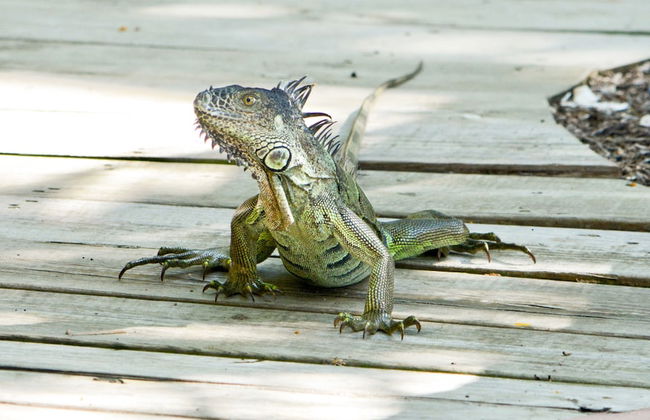 Xanadu Island Resort - Foto 73