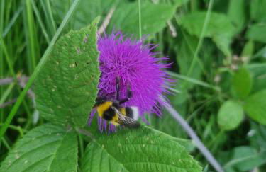 Ferienhaus am Bach - Foto 61