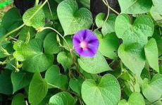 Casa do Hiebra Alojamiento Rural Ribeira Sacra - Foto 47