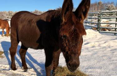 My Valhalla Farm - Foto 14