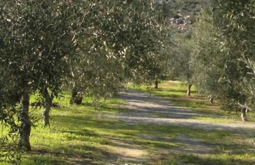 Ktima Agrilia 1 - Foto 10