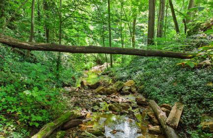 Pole Barn - Rustic 1BR Family Retreat with Open Views - Foto 60