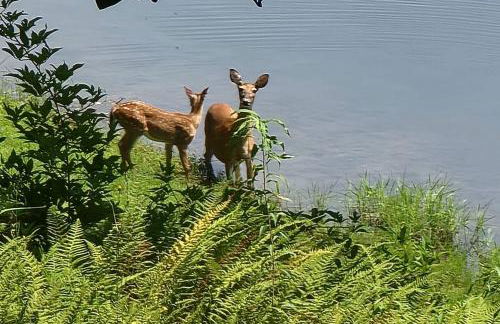 Hummingbird Hideaway - Lake Pets Hike Fish - Foto 19
