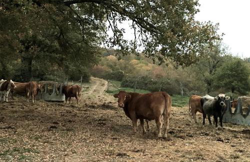 Agriturismo Mandrioli - Foto 21