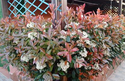 Casa Vacanze Mimose - Foto 32