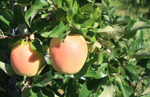 Ferienbauernhof Masunerhof - Foto 27