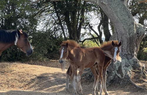 Pineview Retreat - Photo 51