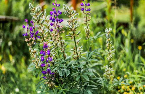 Ferienhaus mit Schwimmbad in Jagersgrun - Foto 75