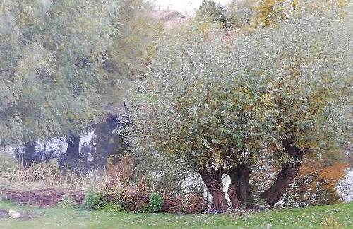 Am Froschteich - Foto 24