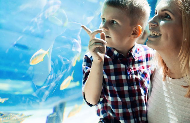 Entrada a SEA LIFE® Orlando - Foto 1