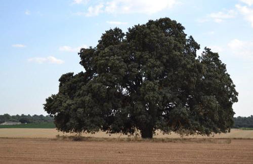 Las Casas de la Vega - Foto 61