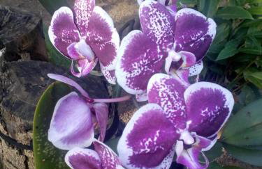 Casa com amplo quintal, churrasqueira e área verde - Foto 17