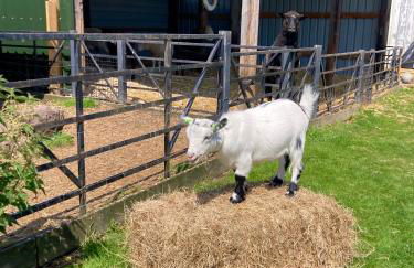 Willow Court Farm Studio East & Petting Farm, 8 mins to Legoland & Windsor, 15 mins to Lapland UK - Foto 19