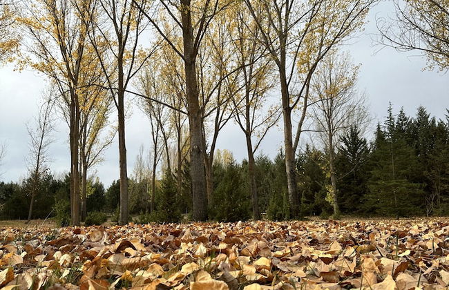 Finca Paraíso Rural - Foto 18