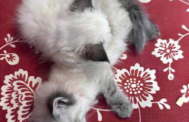 Ferme Pédagogique Bordeneuve - Foto 39