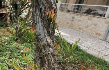 Makis Apartments - Foto 37